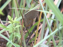 Neonympha areolatus