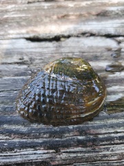 Lemiox rimosus