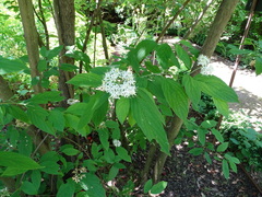 Cornus hemsleyi