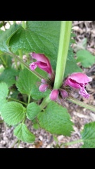 Lamium orvala