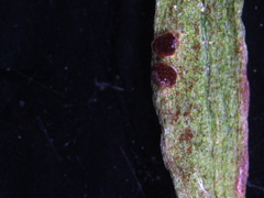 Puccinia mariae-wilsoniae