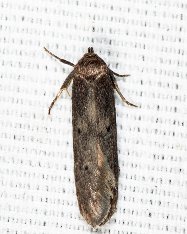 Holcocera
