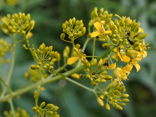 Sisymbrium strictissimum (Sisymbrium strictissimum)