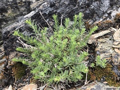 Erigeron klamathensis