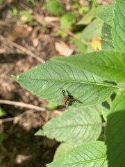 Tritoxa incurva