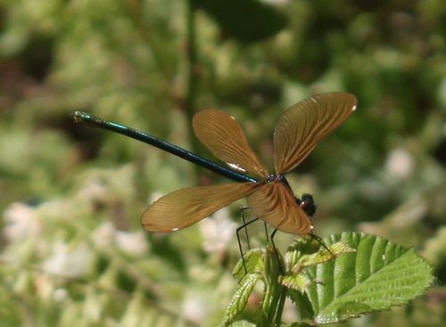 Beautiful demoiselle