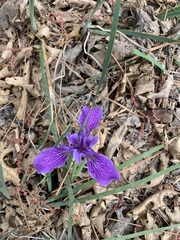 Iris hartwegii australis