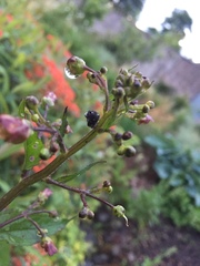 Cionus scrophulariae