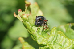 Otiorhynchus coecus