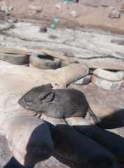 Abrothrix olivacea
