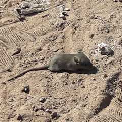 Abrothrix olivacea