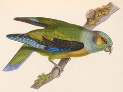 Black-Winged Parrot photo 3