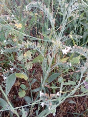 Anchusa strigosa