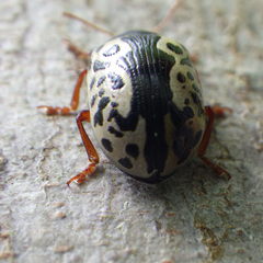 Calligrapha confluens