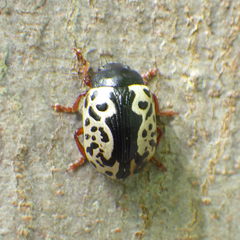 Calligrapha confluens