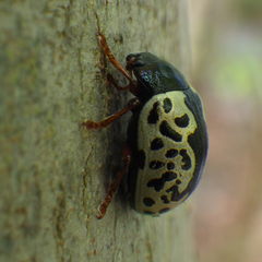 Calligrapha confluens
