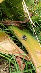 Phidippus audax