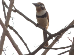 Hypnelus ruficollis