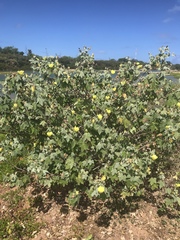 Gossypium tomentosum