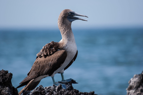 Blue-footed Booby
