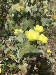 Gossypium tomentosum