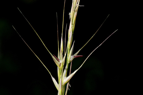 Dore's needlegrass (Achnatherum nelsonii)