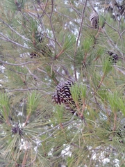 Pinus halepensis
