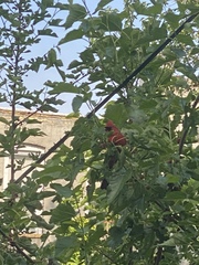 Cardinalis cardinalis