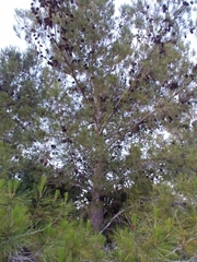 Pinus halepensis