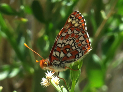 Euphydryas chalcedona corralensis