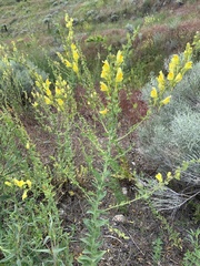 Linaria dalmatica dalmatica