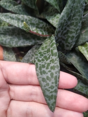 Ledebouria socialis