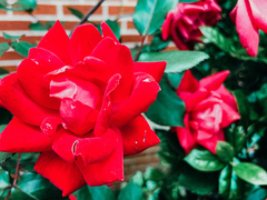 Rosa
