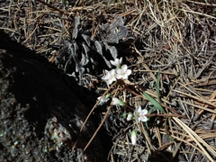 Claytonia