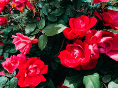 Rosa