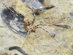 Hersiliola
