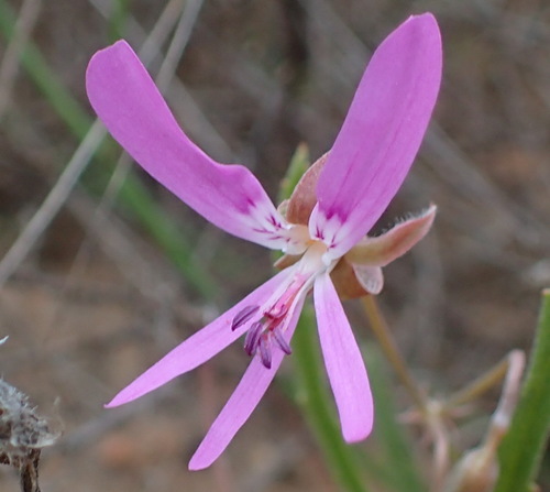Image of Nutmeg-Scented Storksbill (Pelargonium coronopifolium) by (c) Nicola van Berkel, some rights reserved (CC BY-SA)