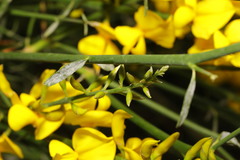 Spartium junceum
