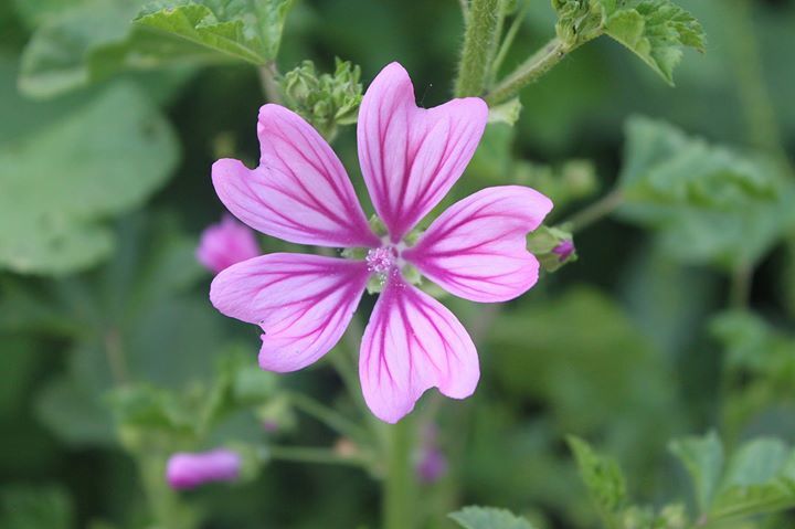Malva