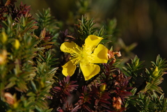 Hypericum irazuense