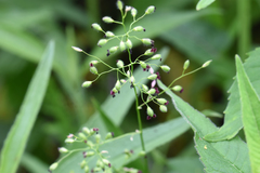 Dichanthelium leibergii