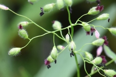 Dichanthelium leibergii