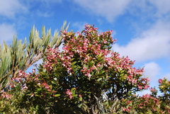 Vaccinium consanguineum