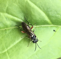 Macrophya punctumalbum