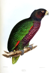 Imperial Amazon photo 4