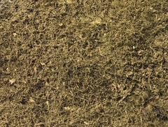 Entodon cladorrhizans