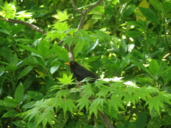 Turdus merula