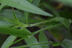 Dichanthelium leibergii