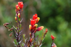 Castilleja talamancensis