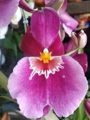 Miltoniopsis